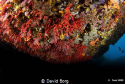 David Borg -Corallium rubrum by David Borg 